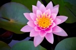 shutterstock_62706571 "Lotus"
